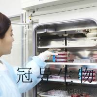 MuM-2C人侵袭性脉络膜黑色素瘤细胞系