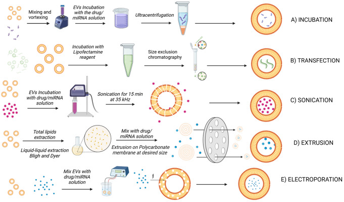 植物外泌体研究