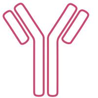 Anti-GPR84 (extracellular)-FITC Antibody(Alomone labs AGR-052-F 现货特卖)