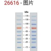 Fermentas货号26616蛋白Marker现货PageRuler Prest Protein Ladder上海睿安生物13611631389