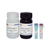 BeyoBCA多肽浓度测定试剂盒(显色法)