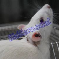 大鼠肝门静脉插管模型