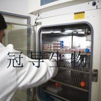 HFF人包皮成纤维细胞系