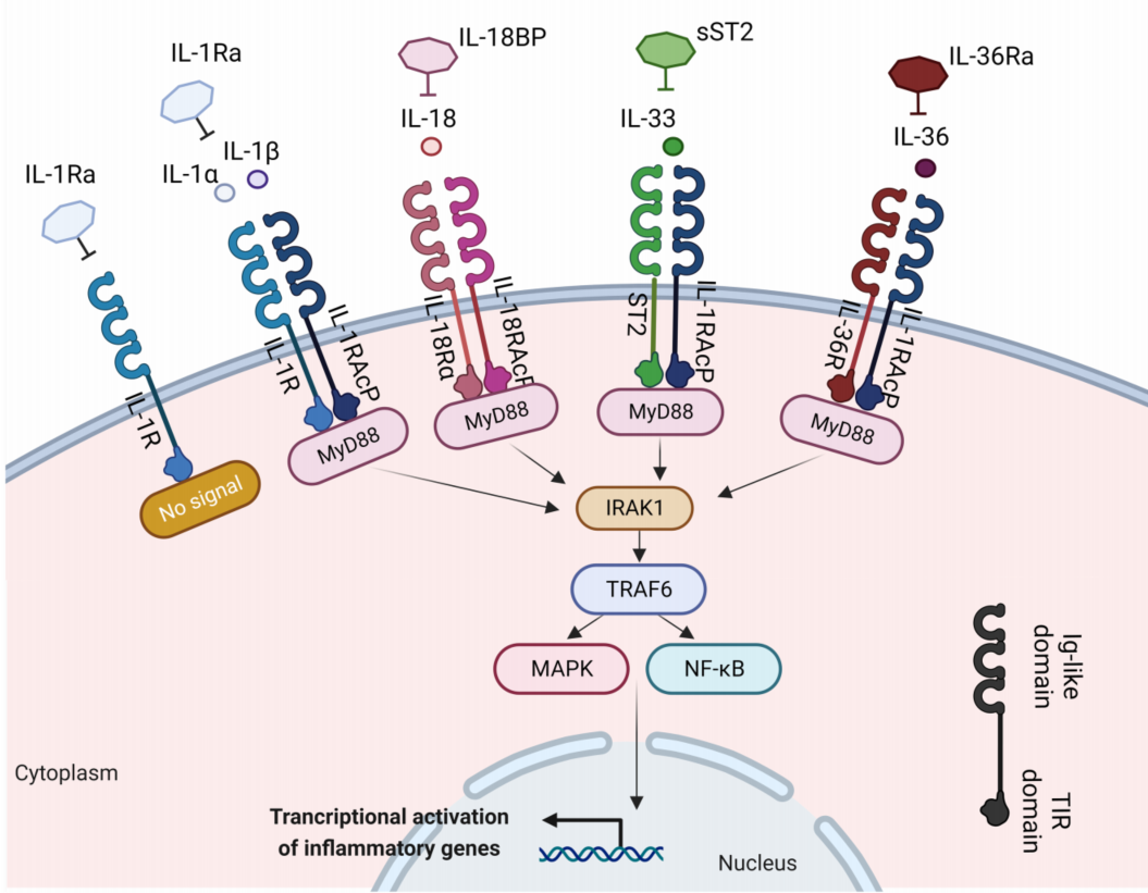 检测范围高10倍的ELISA试剂盒是什么样的？