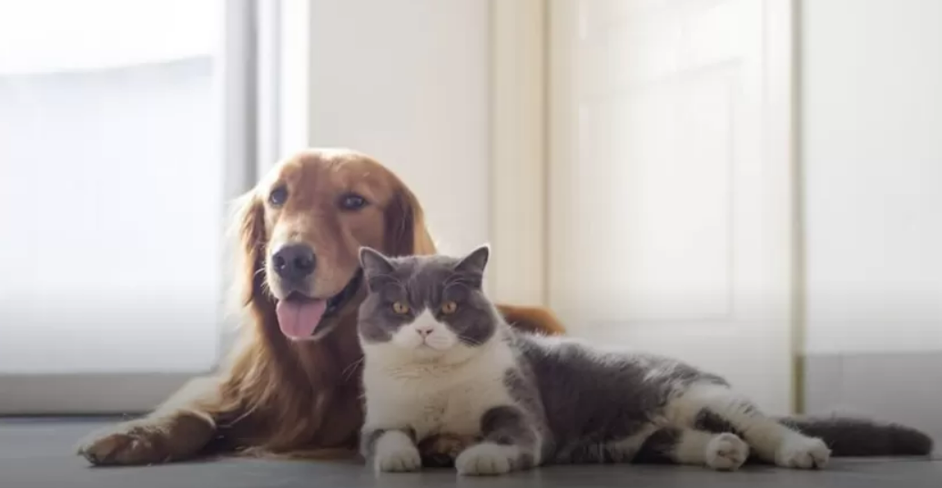 美国FULLER实验室级猫犬检测试剂盒：精准诊断，赋能兽医专业