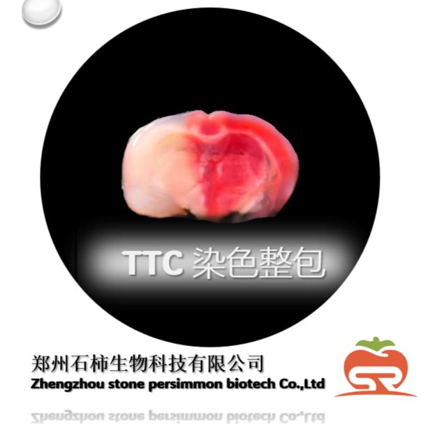 MCAO模型TTC染色整包