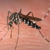 登革热病毒NS1/IgG/IgM抗原抗体快速检测试剂盒(海关检验专用)