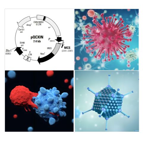 质粒/病毒载体/细胞系构建/感受态