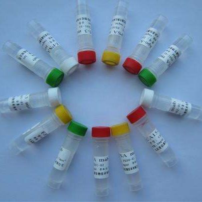 小鼠抗猪伪 狂 犬 病毒单克隆抗体