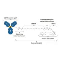 1879918-31-6 |   Zynlonta | Loncastuximab