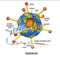 500μg;抗犬腺病毒1型单克隆抗体;抗犬腺病毒2型单克隆抗体;犬腺病毒抗体;犬CAV抗体