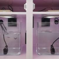 斑马鱼光照节律控制箱