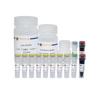 抗体交联免疫沉淀试剂盒(Protein A+G磁珠法)