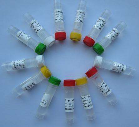 Recombinant Human DNAJB8