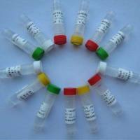 犬细小病毒VP2真核蛋白