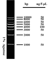 DL10000 DNA Marker