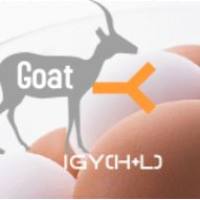 Goat  Anti-Chicken IgY (IgG)（h+l）羊抗鸡IgY IgG(H+L)
