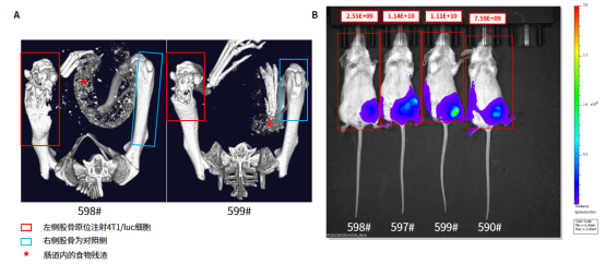 南模生物体内药效平台Micro-CT技术应用实例，助力小鼠临床前药效评价