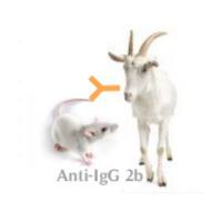 Goat Anti-Mouse IgG2b(H+L)山羊抗小鼠IgG2b (H+L)