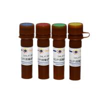 AO/PI双染试剂盒(测试装, 细胞计数仪专用)