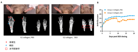 南模生物体内药效平台Micro-CT技术应用实例，助力小鼠临床前药效评价