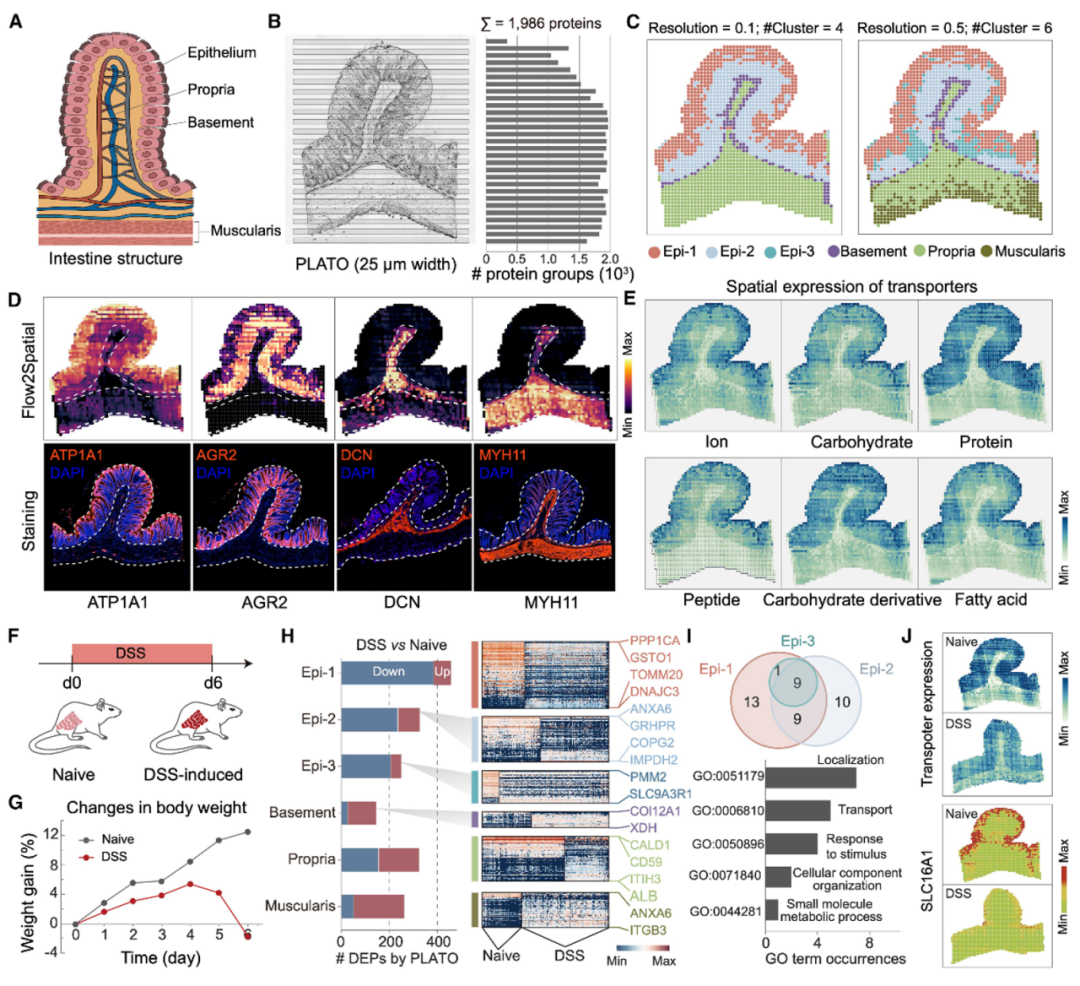 PLATO:革命性的高分辨率空间质谱蛋白质组学平台