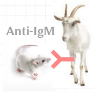 Goat Anti-Mouse IgM (H+L)山羊抗小鼠IgM (H+L)