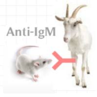 Goat Anti-Mouse IgM (H+L)山羊抗小鼠IgM (H+L)