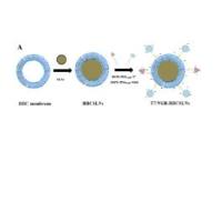 红细胞膜包裹固体脂质纳米颗粒 (RBCSLN) 被T7和NGR肽双重修饰