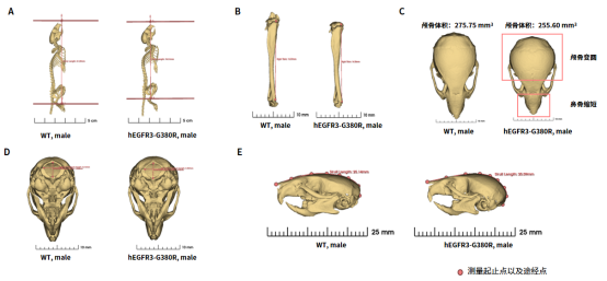 南模生物体内药效平台Micro-CT技术应用实例，助力小鼠临床前药效评价