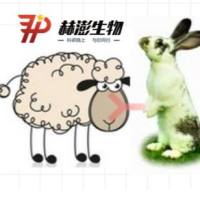 Rabbit Anti-Sheep  IgG（h+l）兔抗绵羊IgG(H+L)