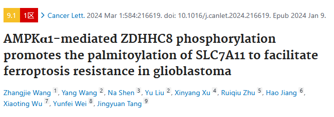 image.png “棕榈酰化”与“铁死亡”强强联手,让胶质瘤“死个明白”!