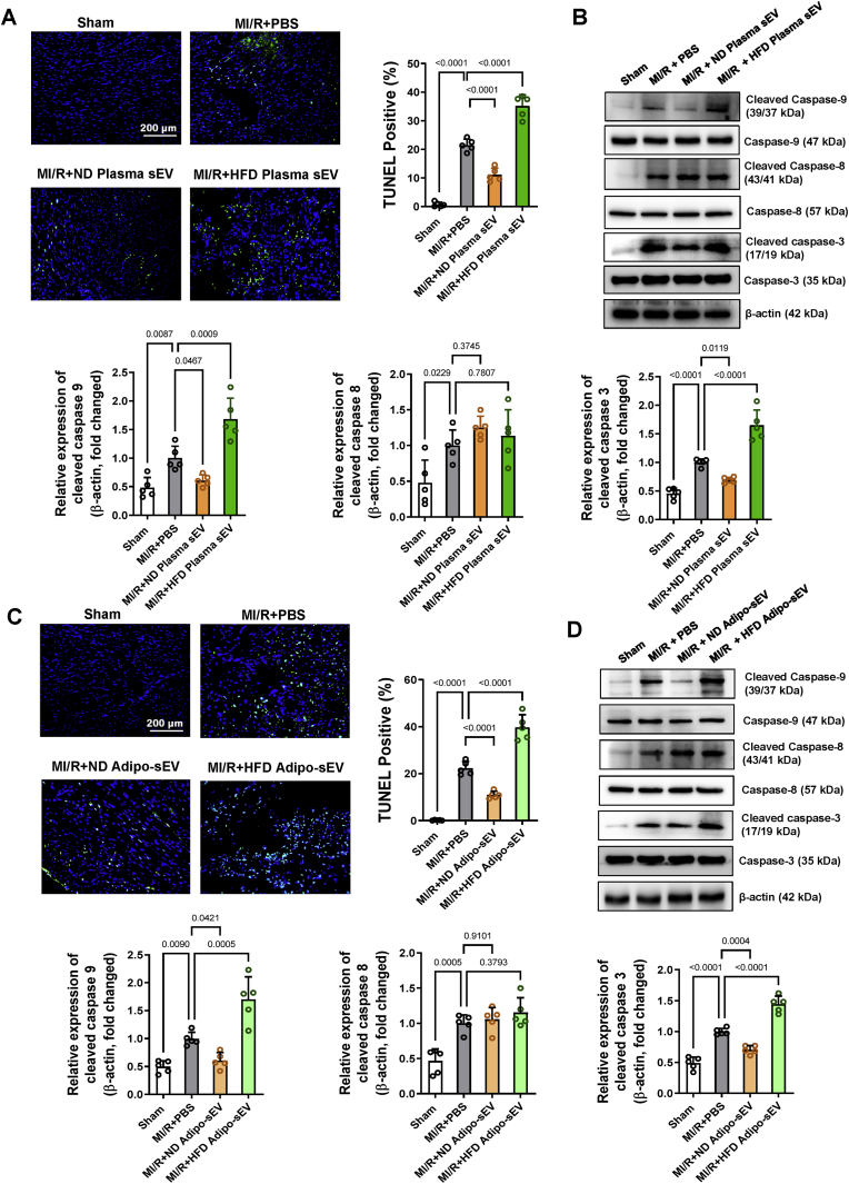 “国自然热点”高分速递！外泌体+氧化应激+细胞凋亡，贴脸开大冲击10+，速学速发！