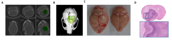 南模生物体内药效平台Micro-CT技术应用实例，助力小鼠临床前药效评价