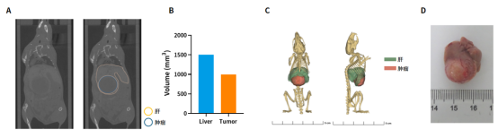 南模生物体内药效平台Micro-CT技术应用实例，助力小鼠临床前药效评价