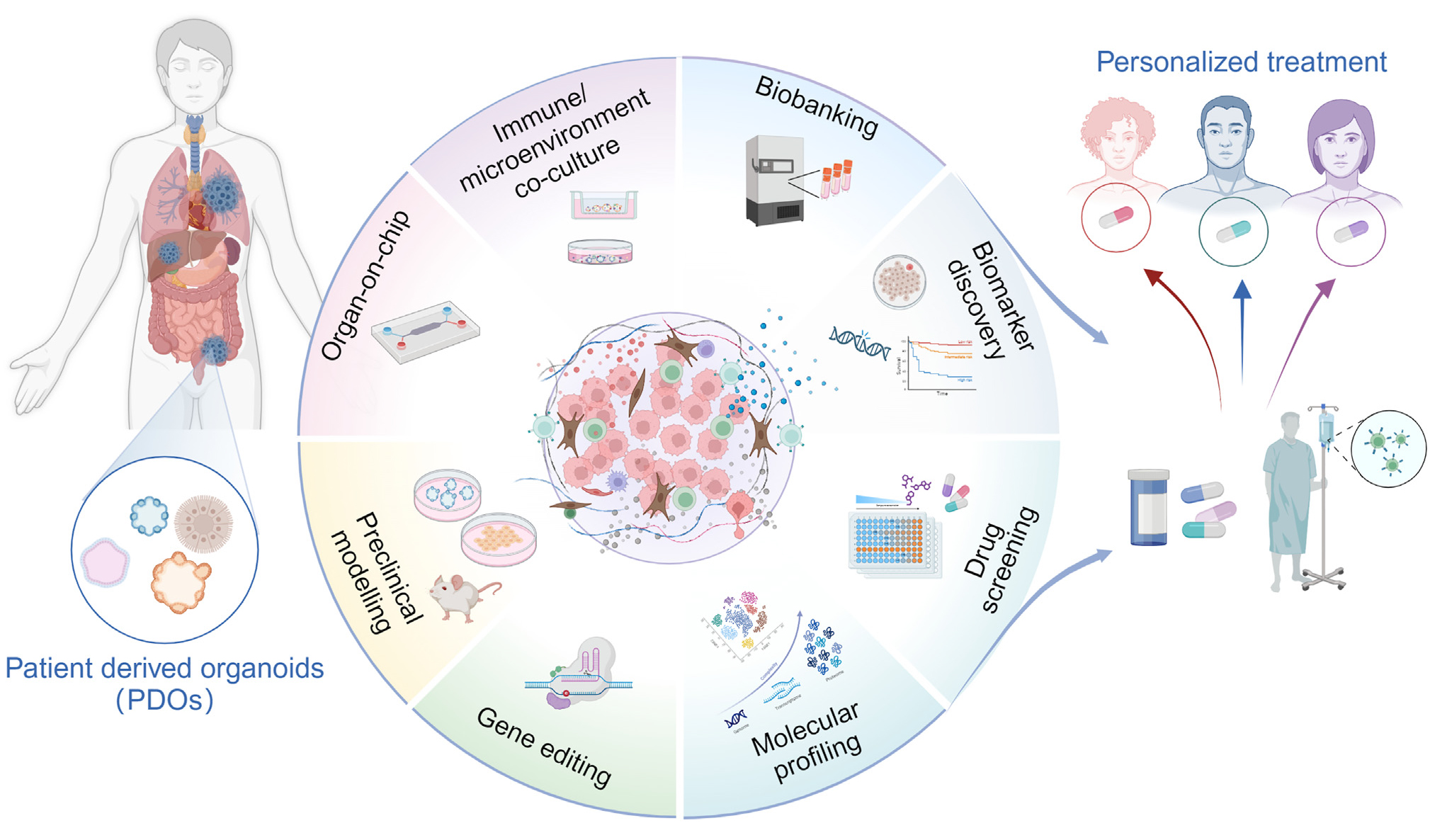 细胞因子助力肿瘤类器官培养，解锁精准医学研究新篇章