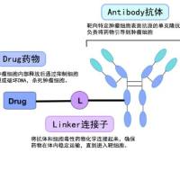 1585973-65-4 |  Depatuxizumab mafodotin  | ABT-41