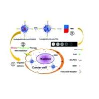 Fe3O4纳米粒子被叶酸（FA），CuS（硫化铜纳米晶体）和PEG（聚乙二醇）修饰负载DOX的介孔二氧化硅包裹