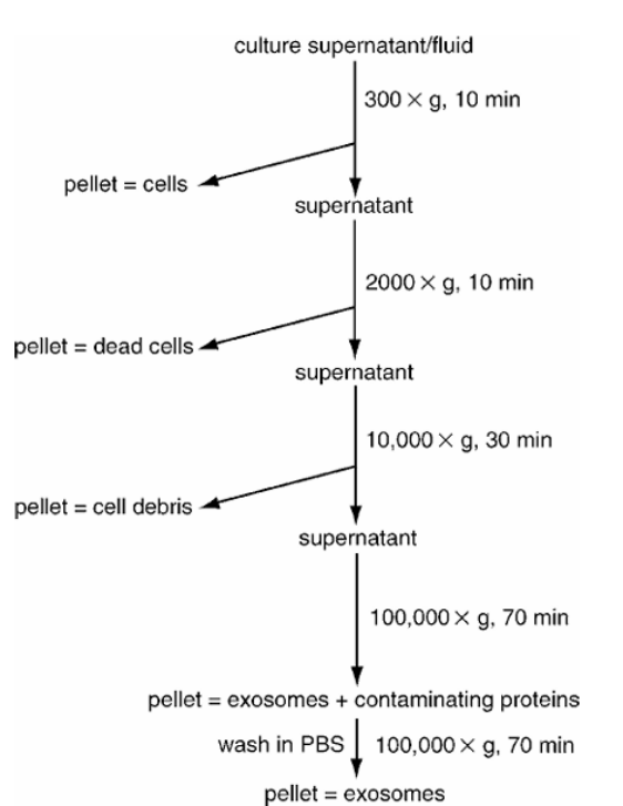 普诺赛细胞学堂 | 外泌体分离指南：五大方法对比，选对效率翻倍！