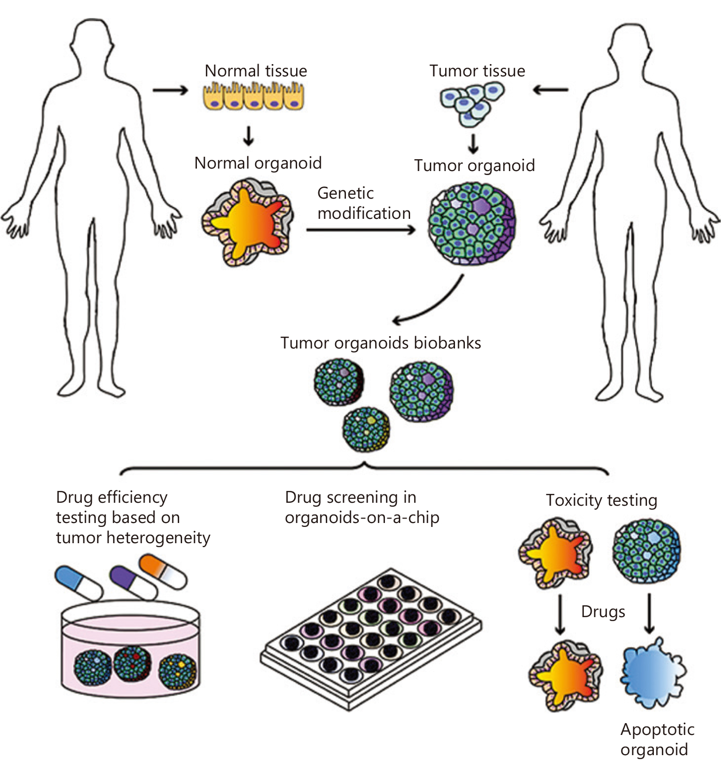 从正常组织到肿瘤，类器官研究解决方案更新升级