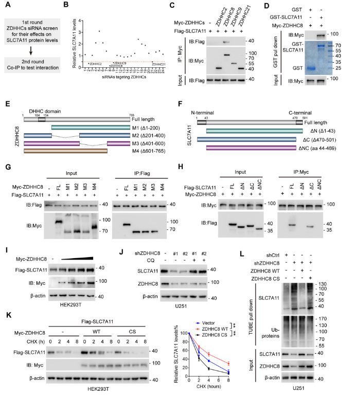 image.png “棕榈酰化”与“铁死亡”强强联手,让胶质瘤“死个明白”!