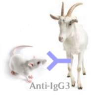 Goat Anti-Mouse IgG3 (H+L)山羊抗小鼠IgG3 (H+L)