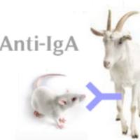 Goat Anti-Mouse IgA (H+L)山羊抗小鼠IgA (H+L)