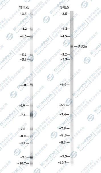 基于IEF的蛋白等电点分析