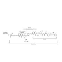 1418731-10-8 | Tisotumab vedotin | 抗体药物偶联物(ADC) | 组织因子的全人源单克隆抗体 (TF-011) | 微管破坏剂 Monomethyl Auristatin E (MMAE)