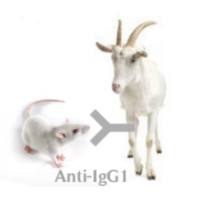 Goat Anti-Mouse IgG1 (H+L)山羊抗小鼠IgG1 (H+L)