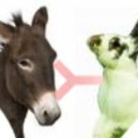 Rabbit Anti- Donkey IgG（h+l）兔抗驴IgG(H+L)