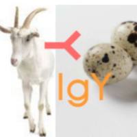 Goat  Anti-quail IgY (IgG)（h+l）山羊抗鹌鹑IgY IgG(H+L)