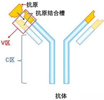 抗体特异性鉴定选择解析