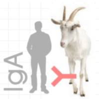 Goat  Anti-Human IgA山羊抗人IgA
